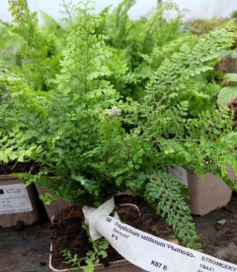 Polystichum setiferum 'plumosum'